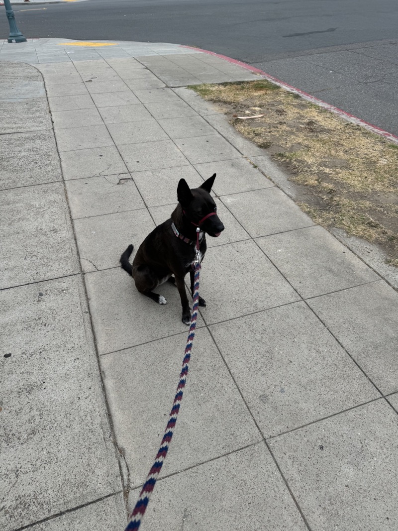 A picture of a black dog named Bowie sitting, taken on July 27 2024 at 7:14 am